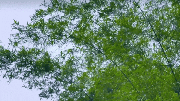 和业众 收好这份溯溪地图，来从化赴一场超治愈的山野SPA